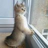Nala